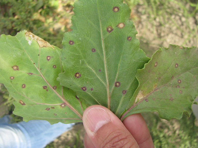 Symptoms of Phoma leaf spot on bottom of table beet