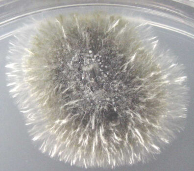 A colony of Phoma betae growing on potato dextrose agar.