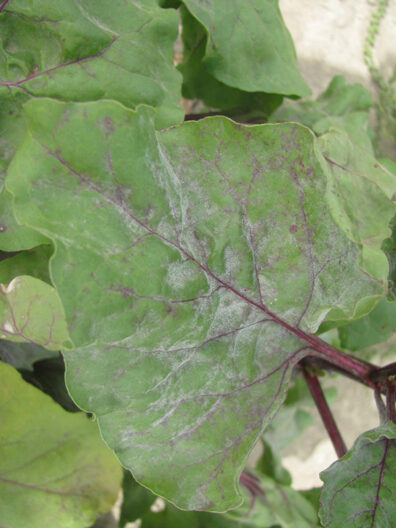 Powdery mildew symptoms