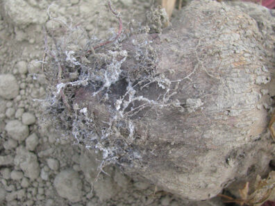 Root aphids on the root of a beet plant
