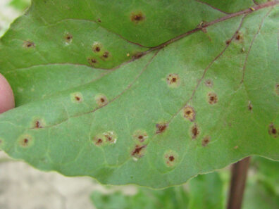 rust symptoms