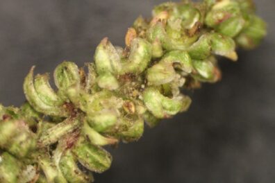 two-spotted spider mite on a table beet