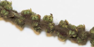 two-spotted spider mite table beet seed crop