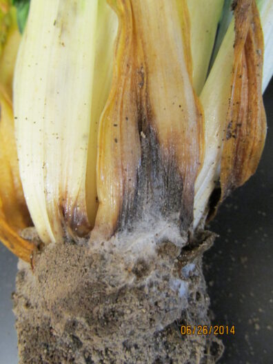 Swiss chard Rhizoc lesion.