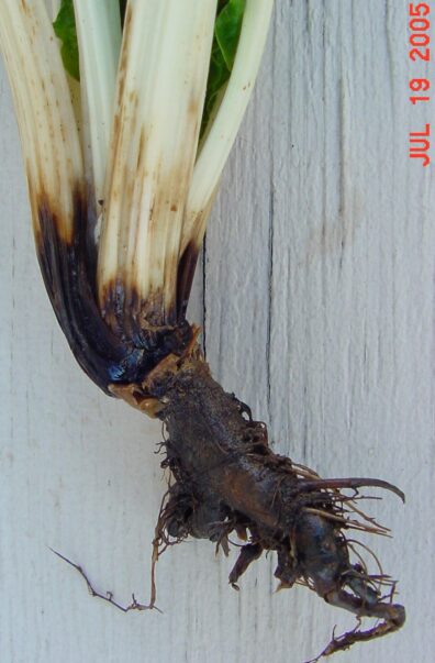 Rhizoctonia on Chard closeup