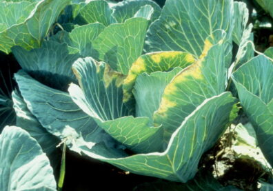 symptoms of Cabbage black rot-1