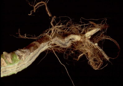 symptoms of Cabbage black rot-2