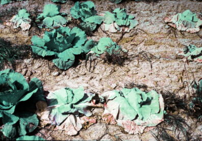 symptoms of Cabbage black rot-3