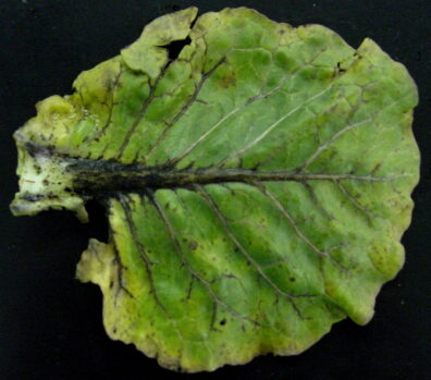 symptoms of Cabbage black rot-5
