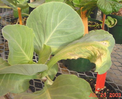 symptoms of Cabbage black rot-6