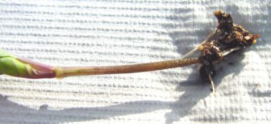 hypocotyl infection with pycnidia