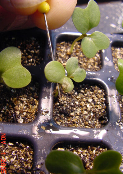 Black leg infection of a cabbage seedling