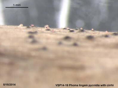 growout trial – cotyledon symptoms on a brassicaceae plant