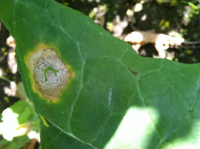 Phoma leaf spot – Cindy Ocamb