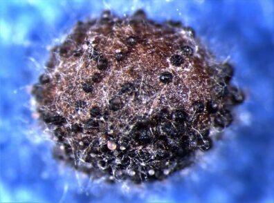 Phoma lingam seed assay