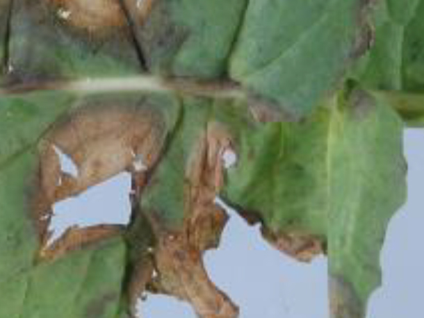Light leaf spot on Brassica