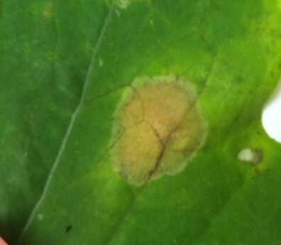 Light leaf spot symptoms