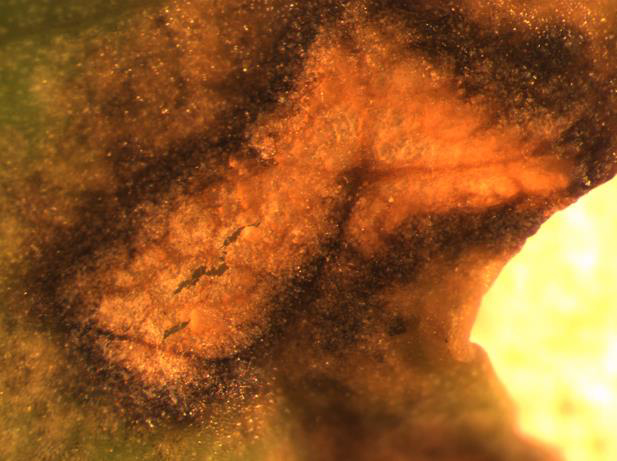 Light leaf spot on Brassica-1