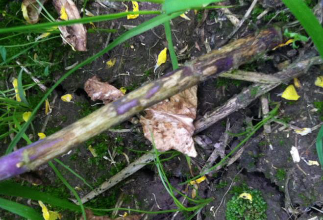 Gray stem of turnip symptoms