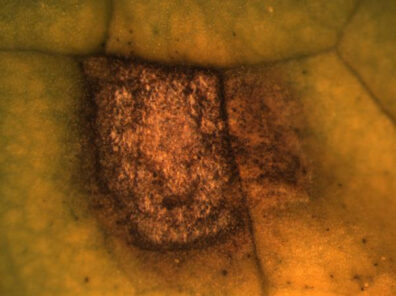 close up of white conidia