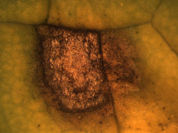 close up of white conidia