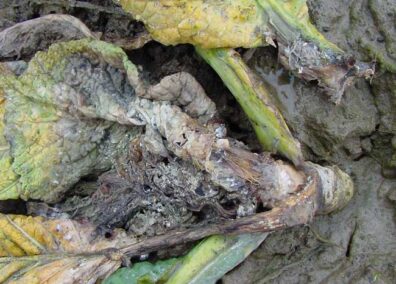 white mold symptoms on brassicaceae