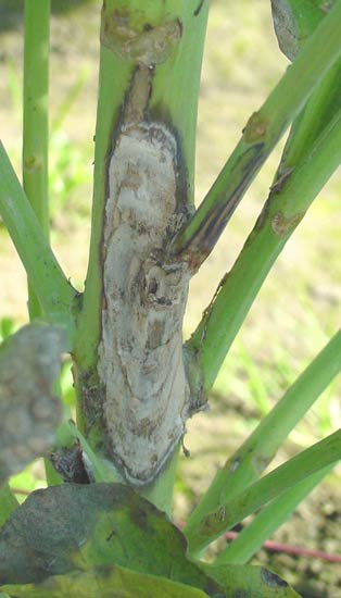 white mold symptoms