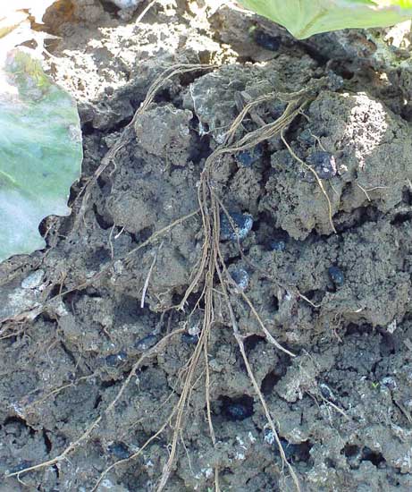 whilte mold pathogen symptoms