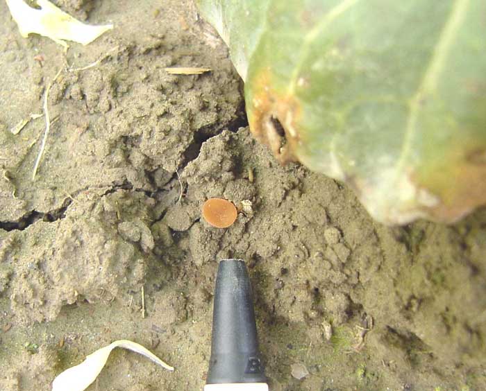 white mold pathogen near by cabbage plant