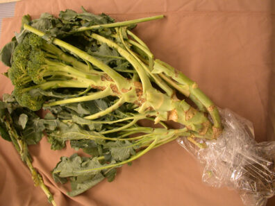 Boron deficiency symptoms