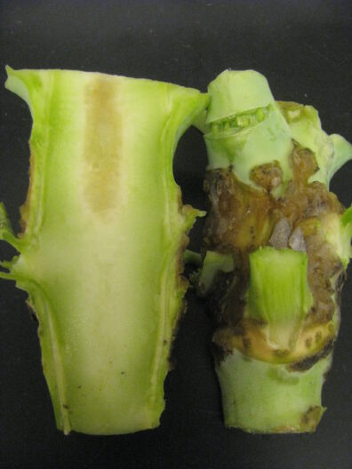 Boron deficiency in broccoli stem