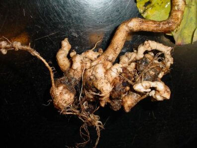 club root on broccoli