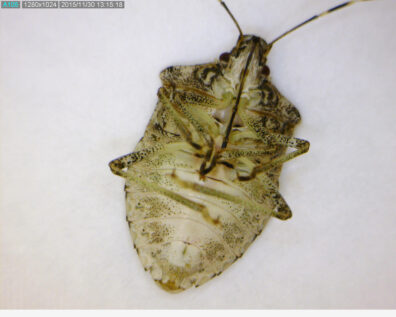 brown-marmorated-stink-bug-6