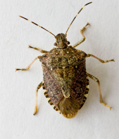 close up view of brown marmorated stink bug