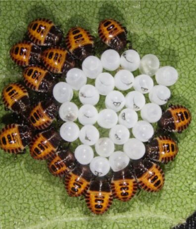 brown marmorated stink bug nymphs and eggs