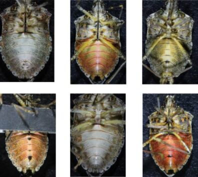 brown marmorated stink bugs