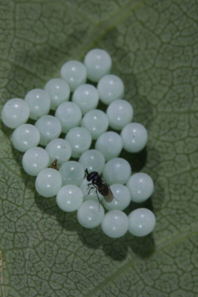 fresh marmorated eggs