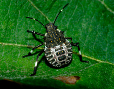brown-marmorated-stink-bug-1