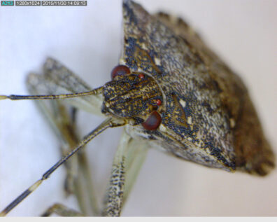 brown-marmorated-stink-bug-2