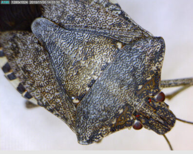 brown-marmorated-stink-bug-3