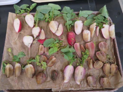 damaged radish caused by root maggots