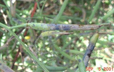 Alternaria black spot symptoms-1