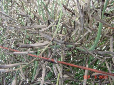 Alternaria black spot symptoms-2