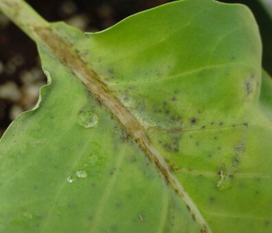 Alternaria black spot symptoms-3