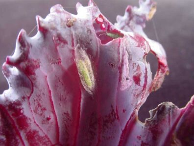 diamondback moth pupa on cabbage
