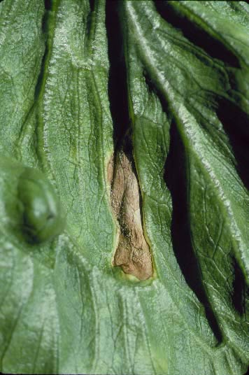 downy mildew sporulation symptoms