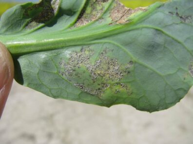 downy mildew on cabbage leaf