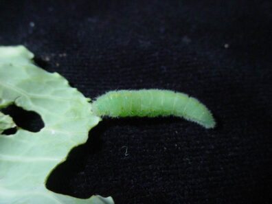 imported cabbageworm on cabbage