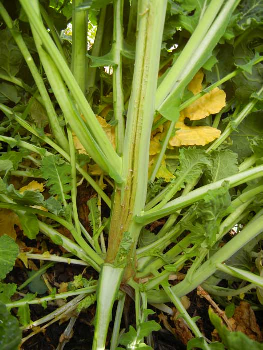 rapid growth in canola stem splitting