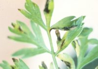 Bacterial leaf blight